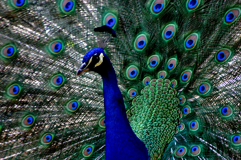 pavo_real