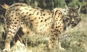 lince