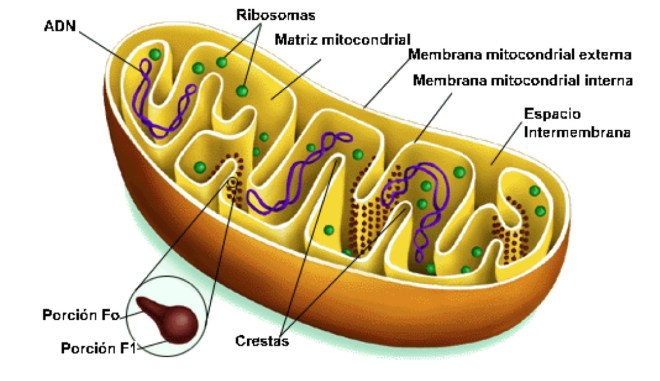 mitocondria