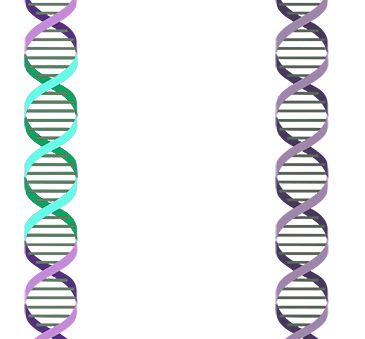 DNA_transposition