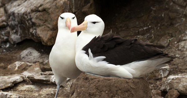 patos